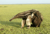 Giant Anteater - carrying young on back (Myrmecophaga tridactyla). Llanos, Venezuela. [TPG110085296]