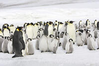 Emperor Penguin  [TPG110085306]