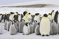 Emperor Penguin  [TPG110085307]