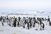 Emperor Penguins  (Aptenodytes forsteri). [TPG110085308]