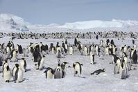 Emperor penguins (Aptenodytes forsteri), Penguin Colony, Snow Hill Island, Weddell Sea, Antarctica [TPG110085309]