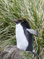 Macaroni Penguin (Eudyptes chrysolophus),South Georgia [TPG120056326]