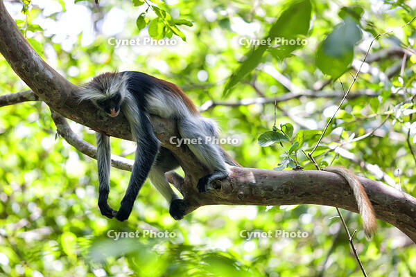 Tanzania, Zanzibar Island, Unguja, Zanzibar red colobus sleeping on branch [TPG120056299]