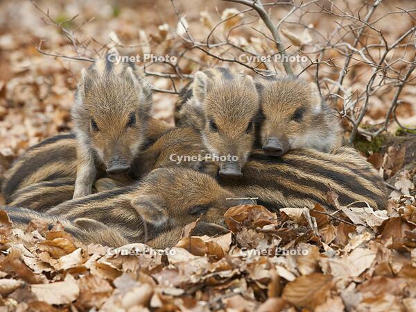 Wild boars (Sus scrofa), shoats warm each other, Germany, Europe [TPG120056300]