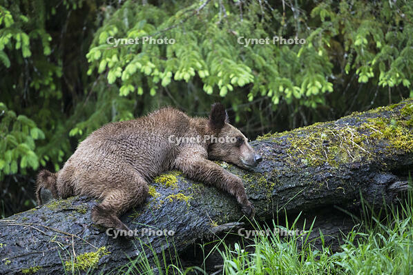 Canada, Khutzeymateen Grizzly Bear Sanctuary, Young grizzly bear [TPG120056303]