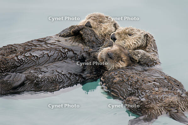 Alaskan / Northern Sea Otter [TPG110085083]