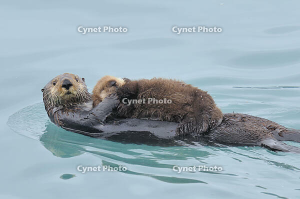 Alaskan / Northern Sea Otter - mother carrying very young pup  (Enhydra lutris). Alaska. [TPG110085084]