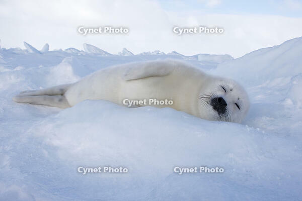 Harp Seal - baby (Phoca groenlandica). Magdalen Islands Quebec Canada. [TPG110085085]