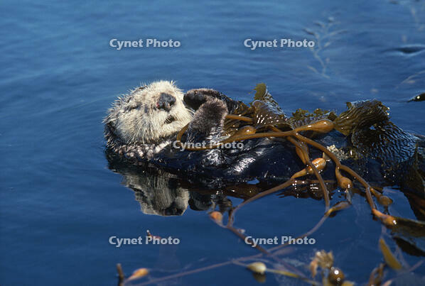 SEA OTTER - ASLEEP IN SEAWEED  (Lenhydra lutris) [TPG110085088]