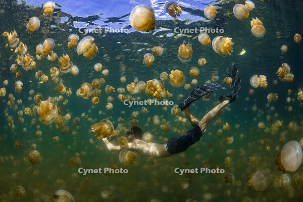 Snorkler in the Jellyfish Lake, Eil Malk island, Palau [TPG110085096]