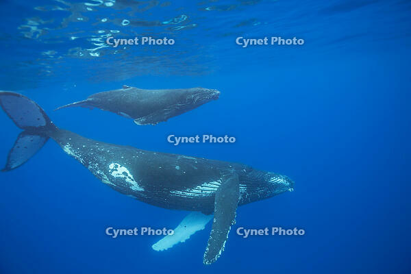 Mother and calf pair of Humpback whales (Megaptera novaeangliae) [TPG110085103]
