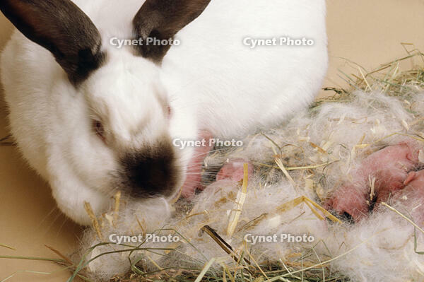 Californian Chocolate RABBIT - with babies  [TPG110085133]