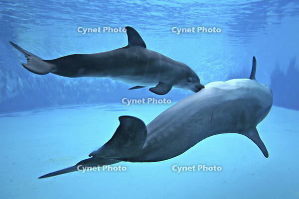 Bottlenose Dolphin [TPG110085134]