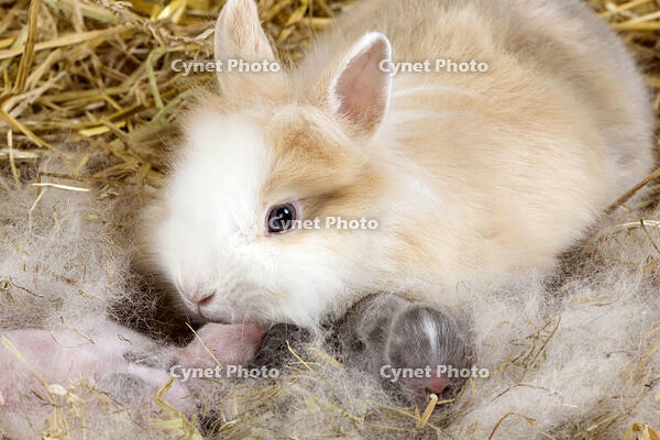Dwarf Rabbit. mother &amp; babies. [TPG110085135]