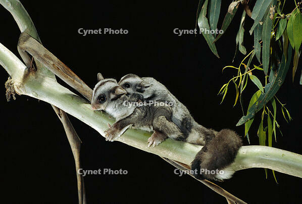 Sugar Glider - Female and young in tree (Petaurus breviceps). North-eastern coastal Australia. [TPG110085136]