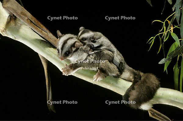 Sugar Glider - Female with young on back (Petaurus breviceps). Australia. [TPG110085137]
