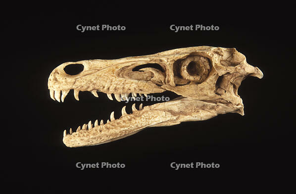 FOSSIL - Dinosaurs, Theropods [TPG110085157]