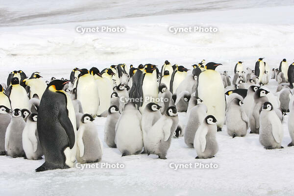 Emperor Penguin  [TPG110085306]