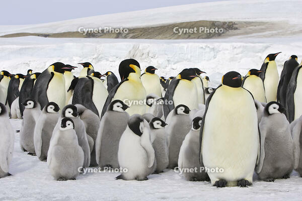 Emperor Penguin  [TPG110085307]