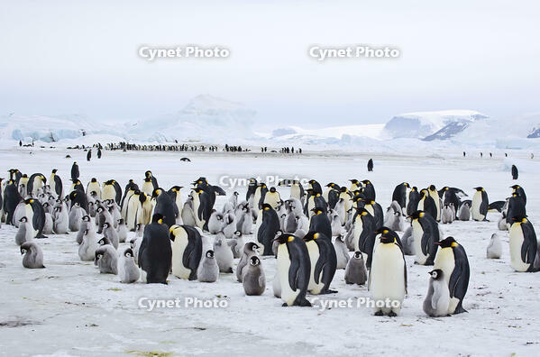 Emperor Penguins  (Aptenodytes forsteri). [TPG110085308]