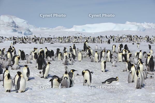 Emperor penguins (Aptenodytes forsteri), Penguin Colony, Snow Hill Island, Weddell Sea, Antarctica [TPG110085309]