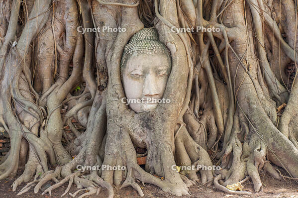 Large stone Buddha head in fig tree roots, Wat Mahathat, Ayutthaya City, Thailand, Southeast Asia, Asia [TPG110069541]