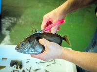 アイゴの背びれの毒針をはさみで切り取る [ASA110022959]