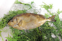 アイゴ [ASA110022960]