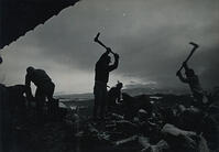 1939年　御牧ケ原修練農場での根株割り [ASA110023067]