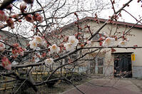 春を告げる３分咲きの臥龍梅　宮城刑務所・… [ASA110023159]