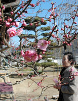 臥龍梅ほころんだ　矢掛・観照寺　／岡山県 [ASA110023160]