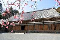 瑞巌寺、本堂公開へ　７年ぶり５日から　／… [ASA110023162]