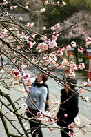 香る臥龍梅　薩摩川内、５５株満開　／鹿児… [ASA110023163]