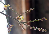 開花した飛梅 [ASA110023166]