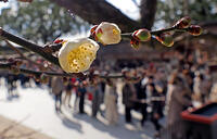 飛梅開花 [ASA110023167]