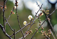 飛梅　太宰府天満宮 [ASA110023168]
