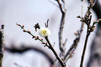 飛梅　太宰府天満宮 [ASA110023169]
