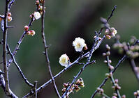 飛梅　太宰府天満宮 [ASA110023170]