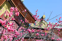 北野天満宮の飛梅 [ASA110023171]