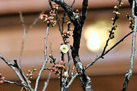 開花した太宰府天満宮の飛梅 [ASA110023172]