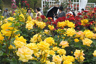 バラの美しさに心躍る　川崎・多摩区で見ご… [ASA110023280]