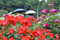 生田緑地ばら苑　ロリータファッション撮影… [ASA110023281]