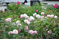 ボタンめでて歌舞伎体験　市川三郷で２３日… [ASA110023283]