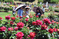 優雅さ圧倒的　「ばら苑」春の公開　川崎　… [ASA110023284]