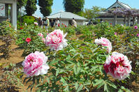 ボタン、３～４割見ごろ　歌舞伎文化公園　… [ASA110023285]