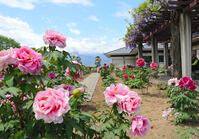 ２千株のボタン大輪、見ごろ　市川三郷・歌… [ASA110023287]