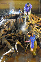 巨大な根っこ、汚れ根こそぎ　魚津埋没林博… [ASA110023377]