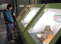 太古のイノシシ、化石の複製展示　豊橋　／… [ASA110023449]
