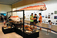 へんてこ生物、大集合　３３９種類　県立博… [ASA110023471]
