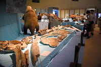 新種クジラ化石、お目見え　自然史博物館で… [ASA110023477]